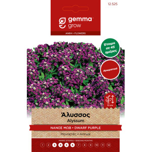  dwarf chain purple seeds gemma envelope