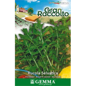Gemma Σποροι raccolto φακελα ροκα πικαντικη
