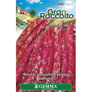 Gemma Σποροι φασολια φακελα μπουρλοτο χαντρα νανο lampo xxl