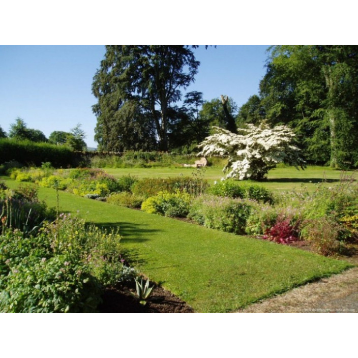 Φυσικός χλοοτάπητας δίας της hellasod